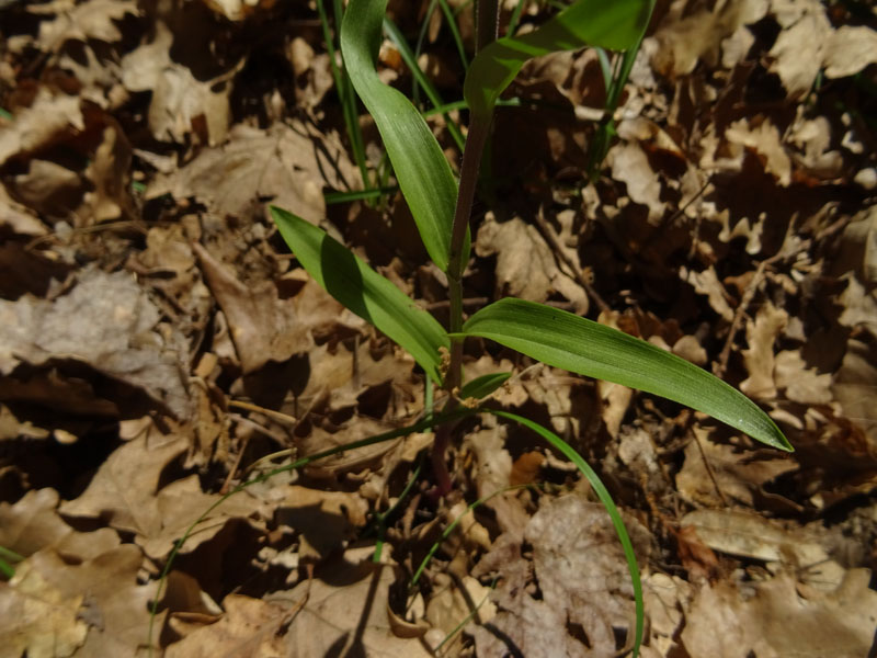 Cephalanthera rubra / Cefalantera rossa